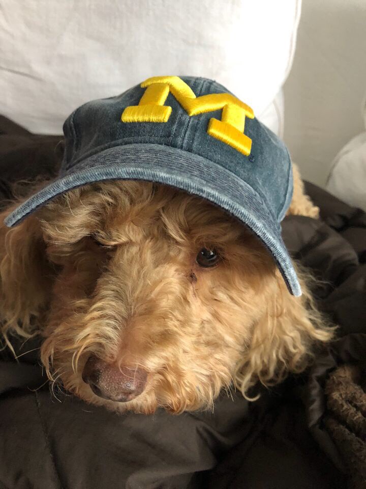 Dylan_Genouw's tweet photo. We love Michigan and Timmy global health! #GivingBlueday @TimmyUMich 🖤🖤 https://t.co/WBOoVhyB3u