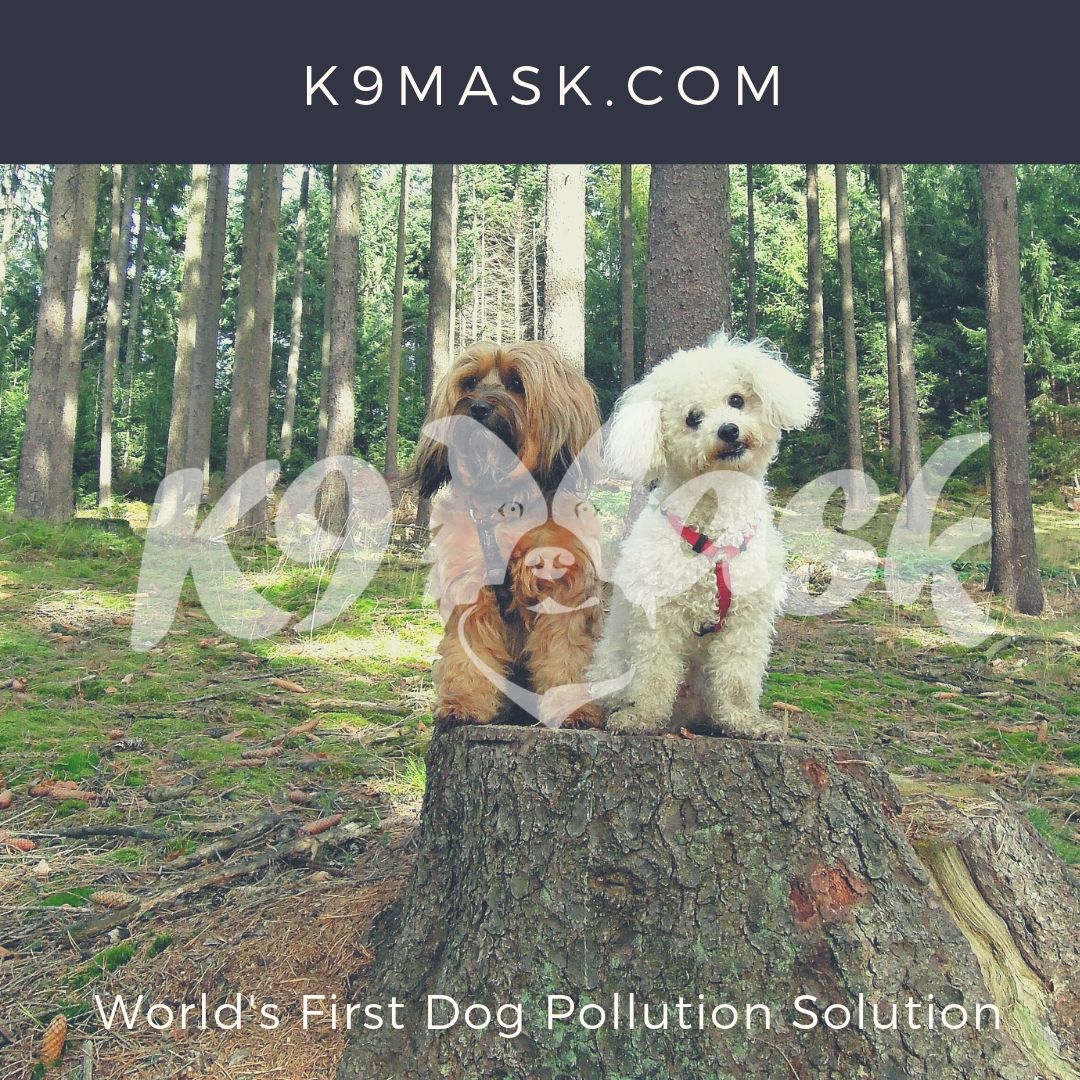 K9Mask's tweet photo. Keeping our Puppies Air Pure. K9 Masks purify air with N95 PM2.5 activated carbon air filters for dogs. Coming Soon! #N95Mask #PM2.5Masks #ActivatedCarbonMasks #PuppyProtection #DogHealth #PuppyHealth https://t.co/uHYEfVqbKT