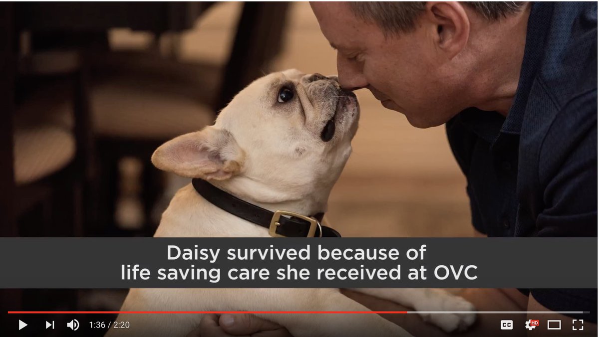 OVCPetTrust's tweet photo. Meet Daisy, who was referred to @OntVetCollege for emergency + critical care. Each year nearly 2,500 pets require lifesaving care in OVC’s Intensive Care Unit. This #GivingTuesday, we want to thank you for your support. Watch Daisy’s story: https://t.co/VD4HlwUxEl. 🐾 https://t.co/xs6oxkqMRv