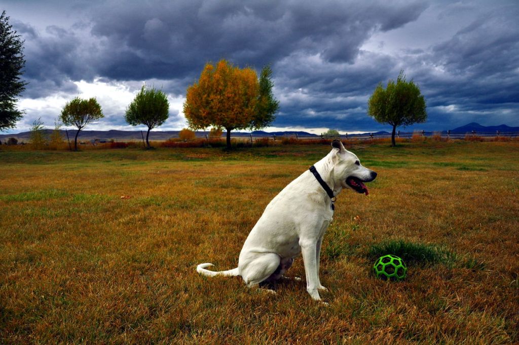 evolvingescapad's tweet image. Living in Montana evolvingescapades.com/simplify-life/…