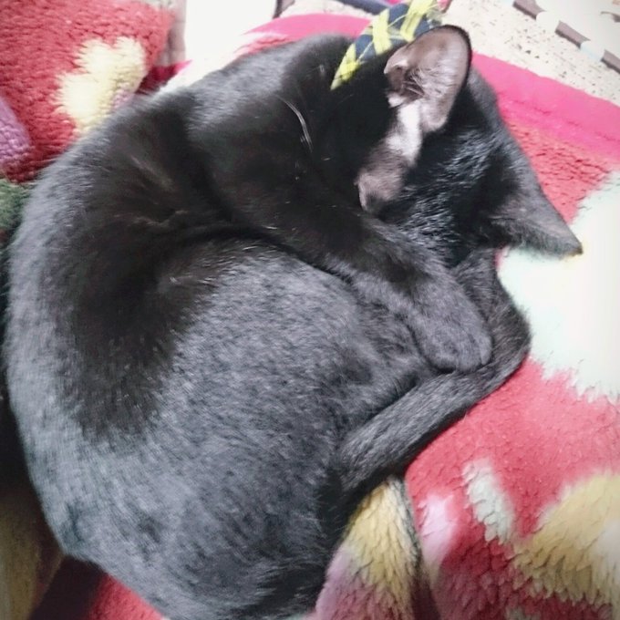 可愛い黒猫ランジェリー