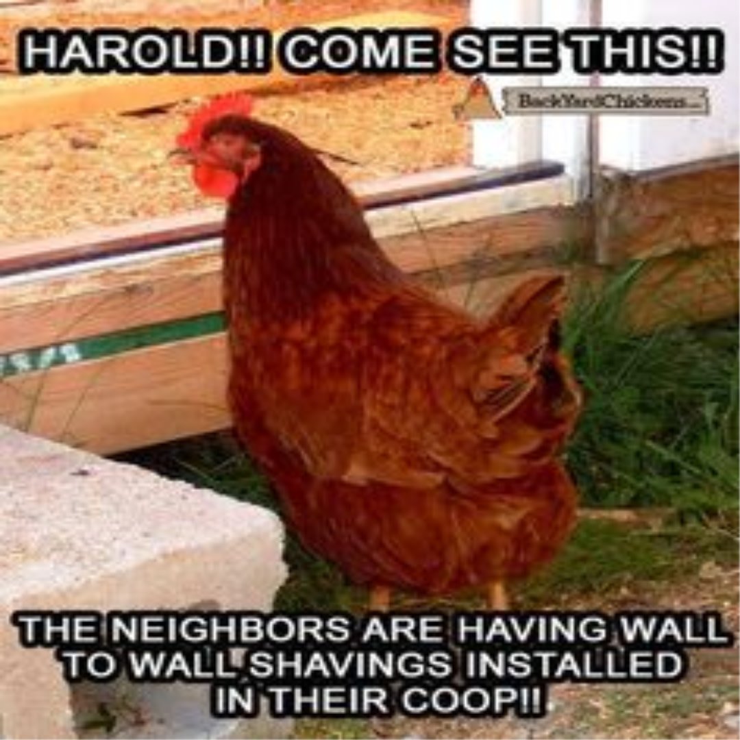 MeyerHatchery's tweet photo. It's about time for a final coop deep clean before winter hits #coop #chickens #backyardchickens #cleancoop #deepclean #farm #homesteading https://t.co/DqKcWZ3CS1