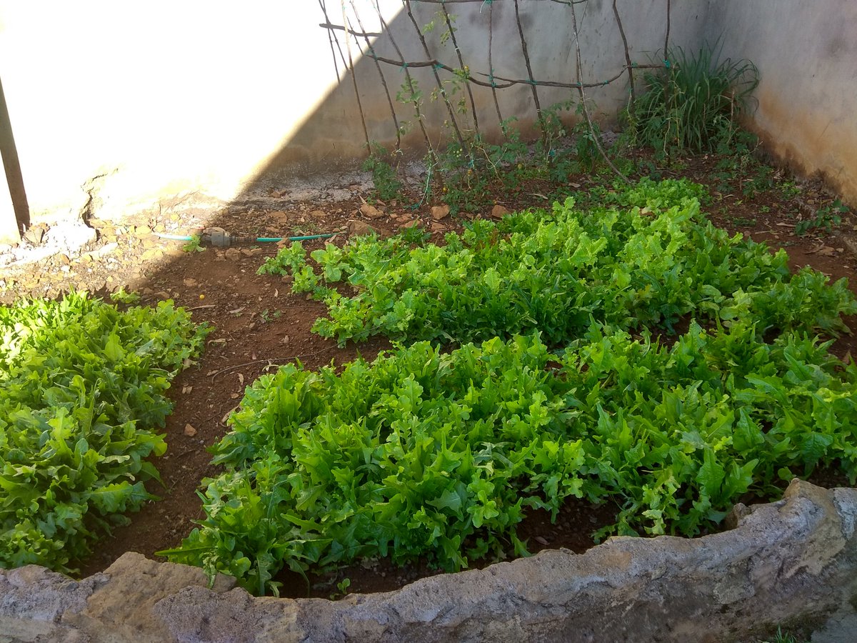 KResearcher's tweet image. Found this little library in Kabarnet in Baringo County. Its know as Polkadot. Its open to school children in the area at no cost. It even has a little garden where kids are taught some farming. #Cool