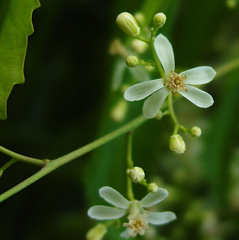 ktani on Twitter ""Neem" 2018 https//t.co/H5LTERHGw1 "Azadirachta indica A...Neem..margosa