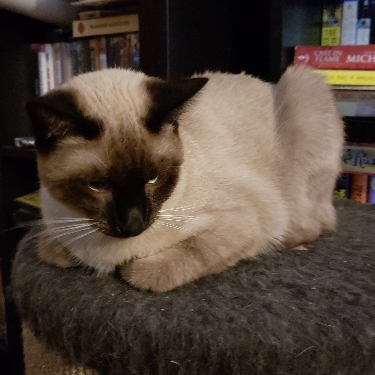 TheZiba's tweet photo. Nip binge: the next day!
#adoptdontshop #pdx #pdxcats #catsofportland #catsofpdx #ohspets #meezer #siamese #teamziba4life #rescuedismyfavoritebreed #cats #kittens #catlandia
#artharder #siyamkedisi #kedi #gato #blueeyes #nipbinge #catnip https://t.co/g2UDI3gM1y