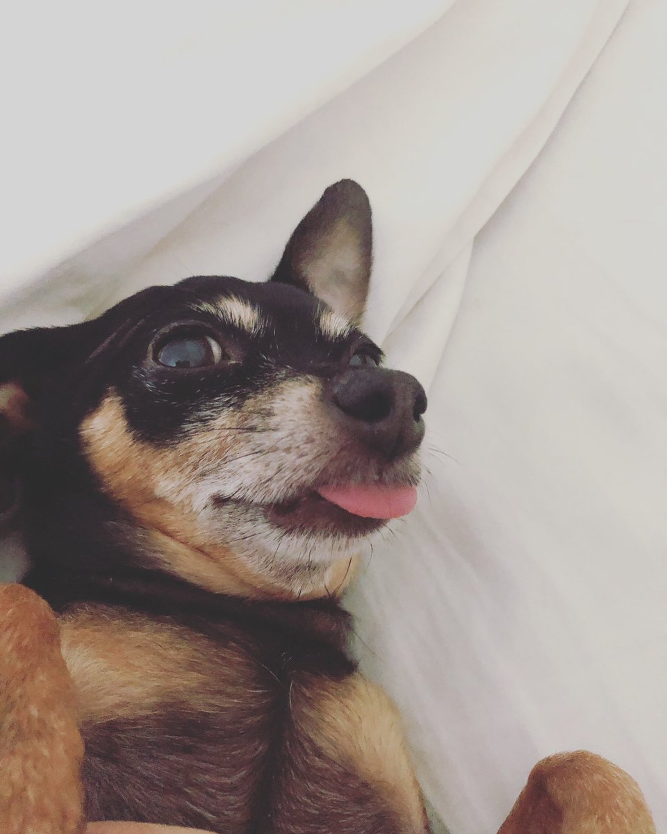 Thank you, next! 👅
#tot #tongueouttuesday #silliouslysparta #minpin #grayhairdontcare #miniaturepinscher #doggo #dogs #blackdog #cutedogs #ilovemydog #furbaby #pets #doglovers #animals #vegandog #veganpup #dogsofnyc #adoptdontshop #veganpets #thankyounext #arianagrande