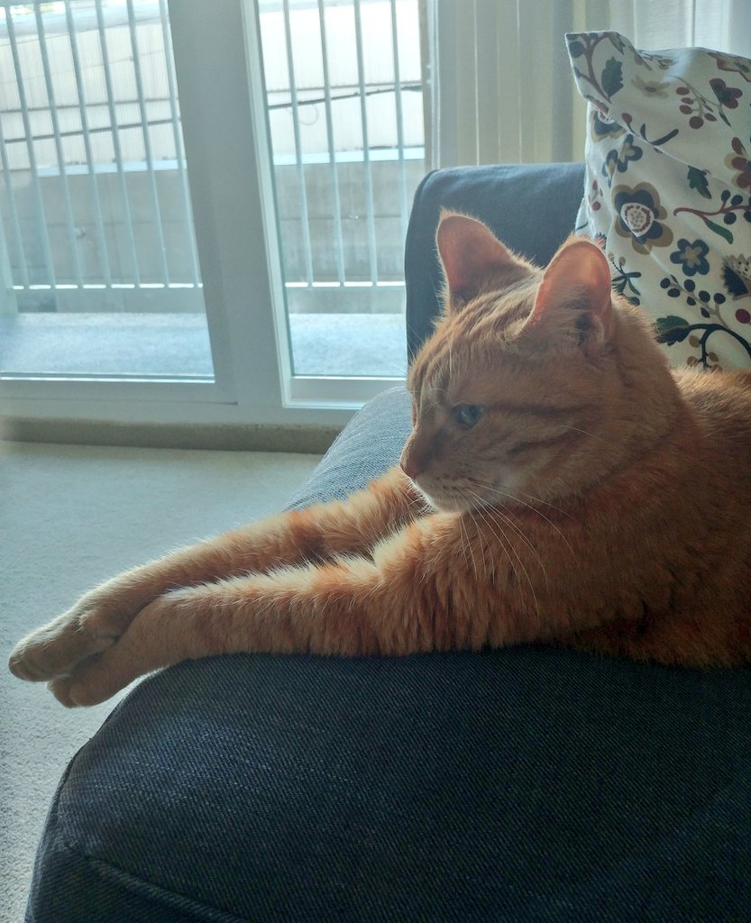 EasyBakeSam's tweet photo. Last night was a very exciting night for us!! My main squeeze flew all the way from #Ontario to #Vancouver to join us in our new home 😊😊 He is adjusting nicely &amp; I think he is happy to be back with us ❤✈😻 #Catsoftwitter #travel #cats https://t.co/N8ejtVJwS5