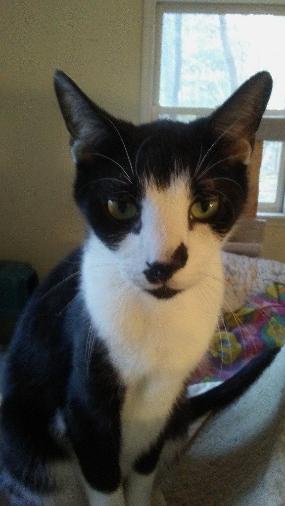 MrsHamill's tweet photo. It's Giving Tuesday! Please consider donating time or money to Feline Friends https://t.co/dUy7NewcrQ of Massachusetts, which was the very first no-kill sanctuary for cats in Western Mass. 

#GivingTuesday2018 
#FelineFriends

How can you resist this face? https://t.co/PYC73ABplj