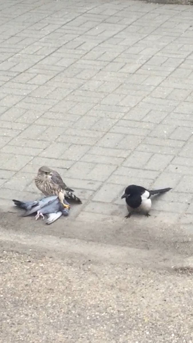 DarcySeatonCTV's tweet photo. #birdbrawl #nature https://t.co/SLzrss1tea