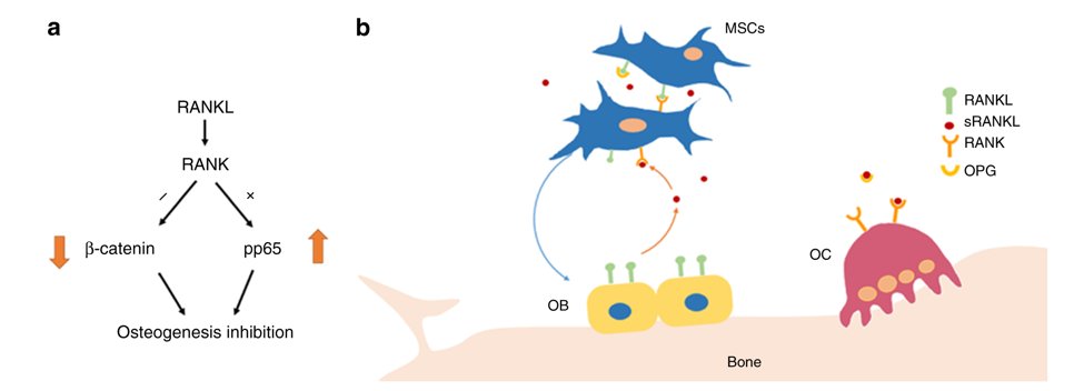 MesenchymalCell's tweet photo. Featured story in our new issue this week! RANKL signaling in bone marrow #mesenchymal#stemcells negatively regulates #osteoblastic bone formation https://t.co/YL9sjM6gPM https://t.co/1YkfoncXHN