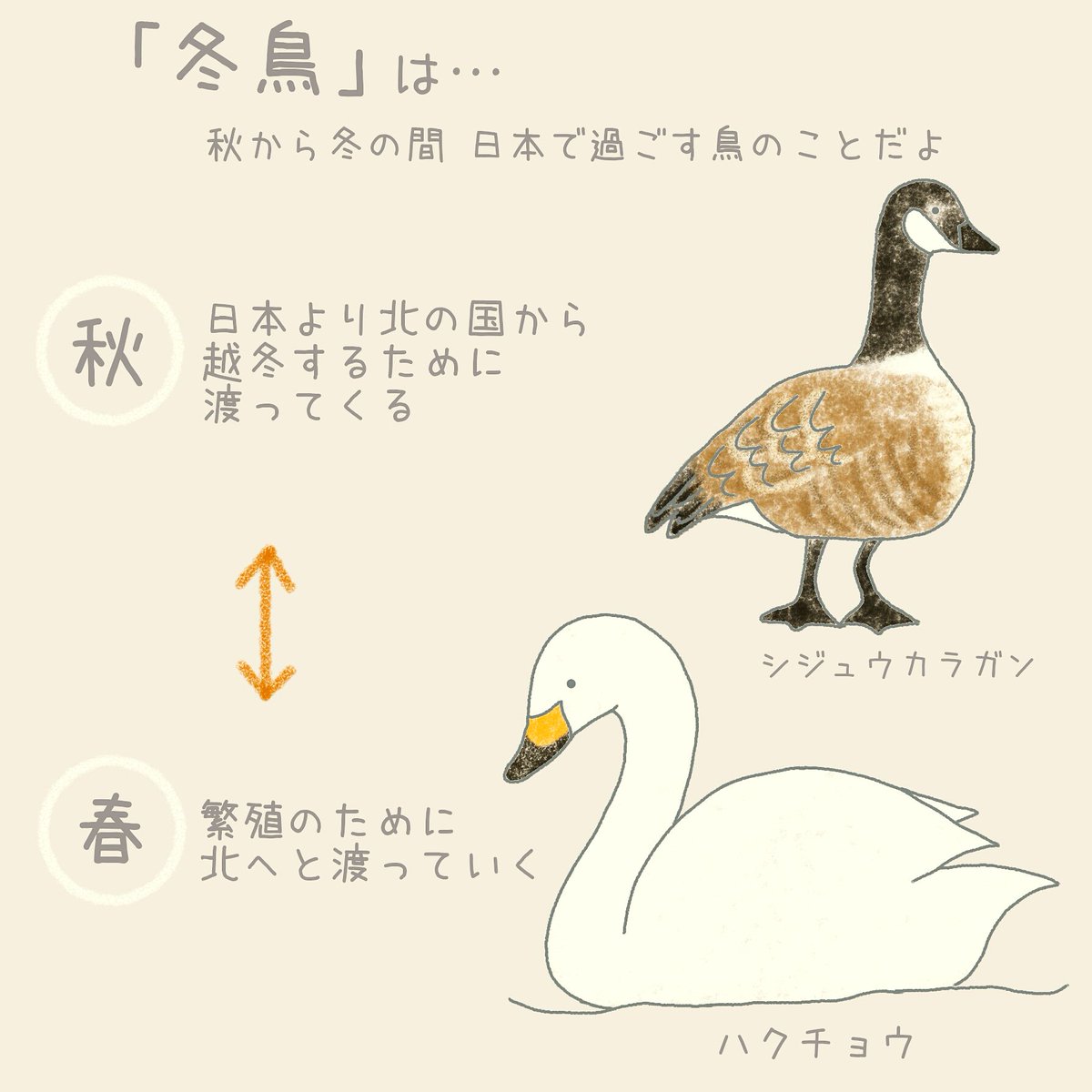 冬の渡り鳥「冬鳥」さん。
ちょうど今の季節日本にやってきてるのかなぁ。

#イラスト #イラスト好きな人と繋がりたい 
#教育
#学校では教えてくれないこと 