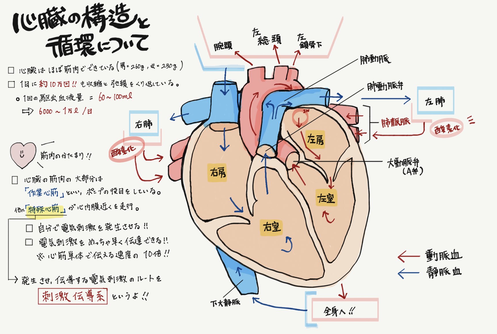 はる W 心臓は立体的に構造をつかむことと 血管の走行や循環のイメージをしっかり持つことで 動脈血とかの問題にも対応できると思われるぞ 弁の名前書き忘れた所あるけど 基本中の基本だし大丈夫としよう