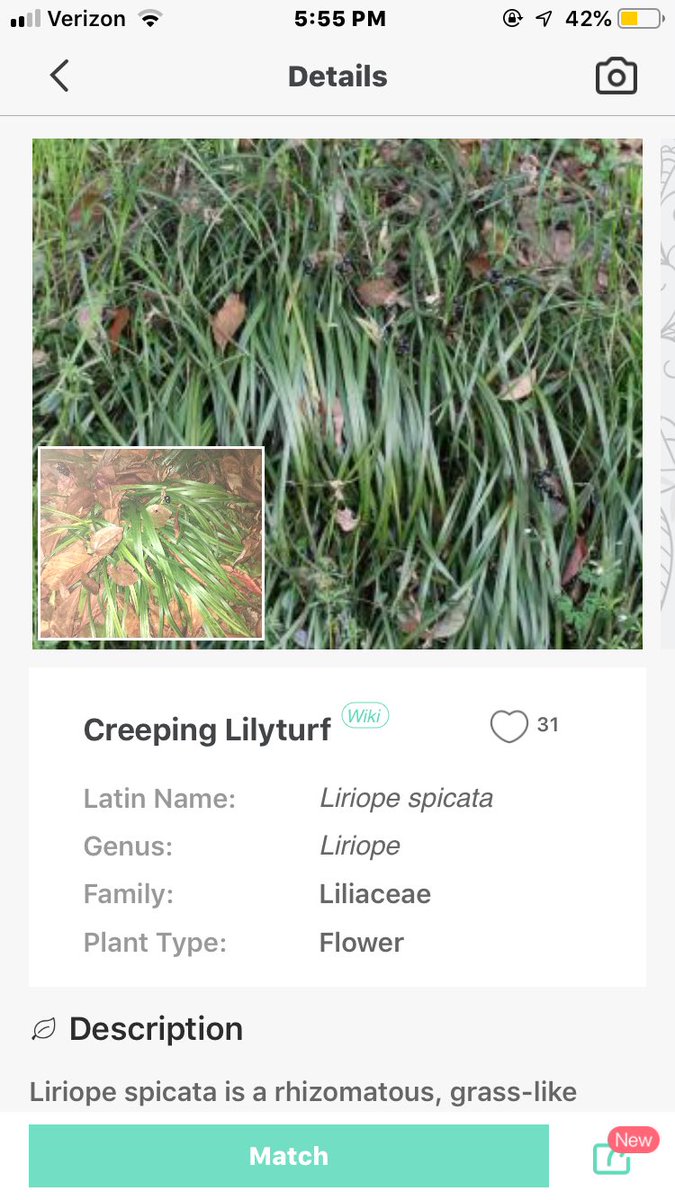 AlyssaHerrmann1's tweet photo. @scomorrison @abbideckeredu @kristen_oneill @madisonclarkedu @PaigeRucks @HannahC364 @EKeleghan @kmccarthy191919 Went out exploring today and found some pretty cool plants using @PictureThisAI! Does my photo (bottom left) look similar to the larger one?? #edu305 https://t.co/x4yTku7sul