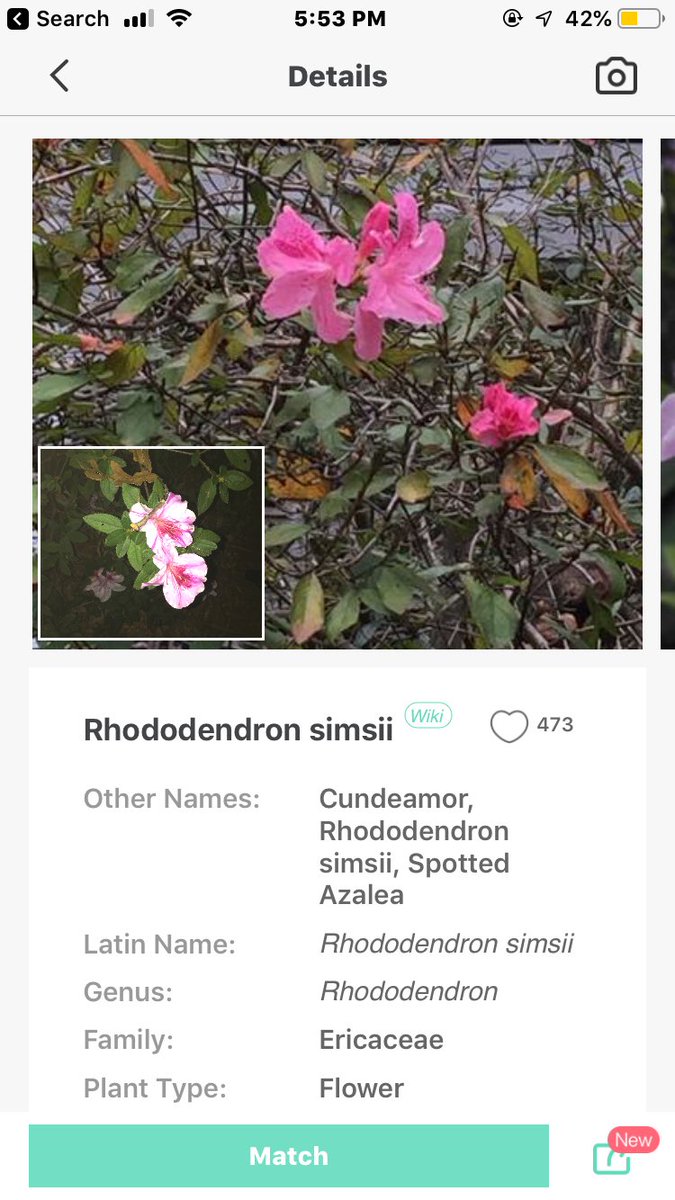 AlyssaHerrmann1's tweet photo. @scomorrison @abbideckeredu @kristen_oneill @madisonclarkedu @PaigeRucks @HannahC364 @EKeleghan @kmccarthy191919 Went out exploring today and found some pretty cool plants using @PictureThisAI! Does my photo (bottom left) look similar to the larger one?? #edu305 https://t.co/x4yTku7sul
