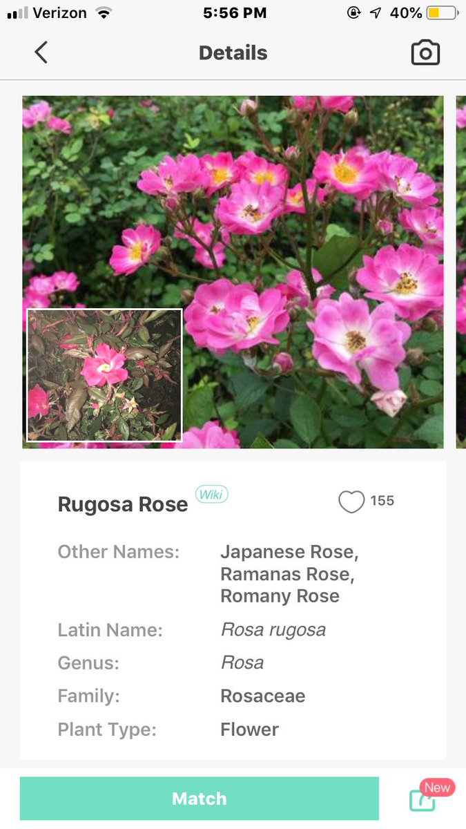 AlyssaHerrmann1's tweet photo. @scomorrison @abbideckeredu @kristen_oneill @madisonclarkedu @PaigeRucks @HannahC364 @EKeleghan @kmccarthy191919 Went out exploring today and found some pretty cool plants using @PictureThisAI! Does my photo (bottom left) look similar to the larger one?? #edu305 https://t.co/x4yTku7sul