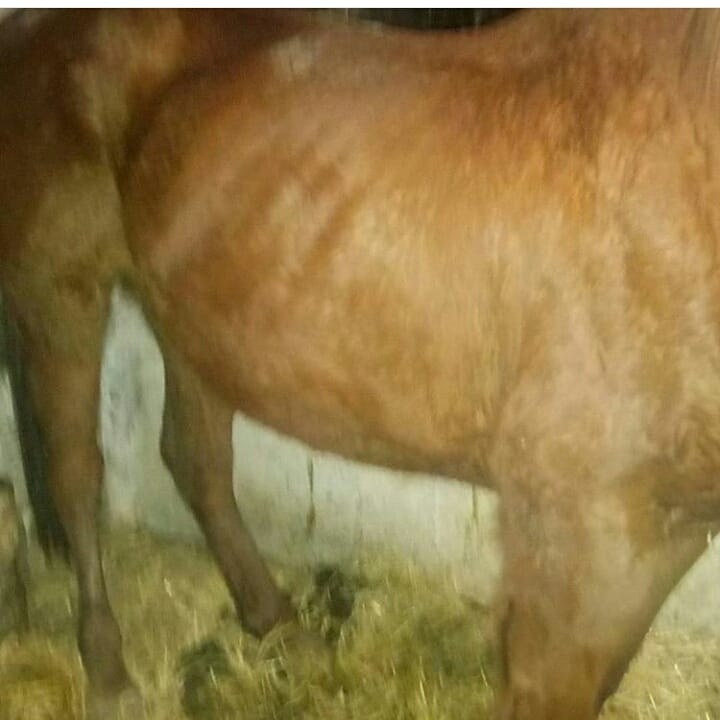 Emma_Morris_140's tweet photo. honestly recommend @forageplus, if anyone has been following me on Instagram, you'd know that panache was neglected by her old owners and I bought her back in 2016 skinny and malnourished. We tried her on forage plus and what a difference it made! #teamforageplus #forageplus https://t.co/v783upw7dj
