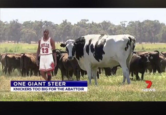 Can we make MJ a standard form of measurement from now on; eg &ldquo;my car is about two Michael Jordan&rsquo;s long&rdquo;<a href="/tag/edinburghfringe"class="tags"><span>#edinburghfringe</span></a>