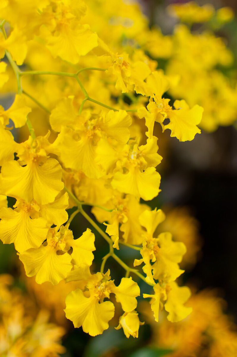 アルビオン Albion 公式 おはようございます 今日の誕生花は オンシジューム 花言葉は 可憐 清楚 です ユニークで可愛い小さな花をつけることから英語では Butterfly Orchid 和名では 群雀蘭 むれすずめらん と呼ばれるそう 観賞