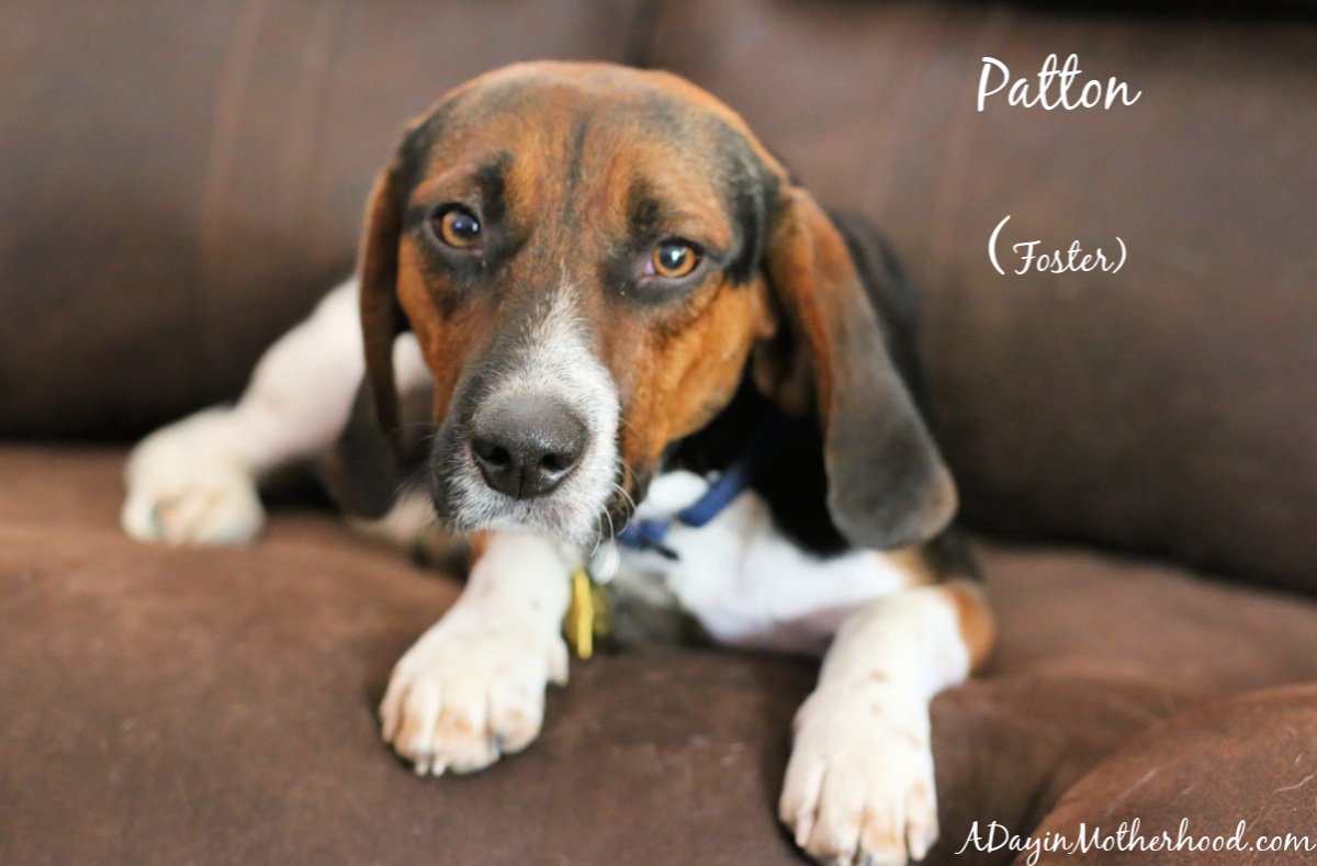 Parentng's tweet photo. It is #GivingTuesday and the perfect time to show how I am giving back with the help of JUST RIGHT by Purina!! Two rescues got donations and I could not be more honored!
See who is in my house now!
#DogsofJustRight AD
https://t.co/JQRrF02jr7 https://t.co/fu9FaKeyt6