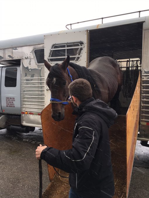 All Bets Off arriving at his new home at Seelster Farm to start his new career!