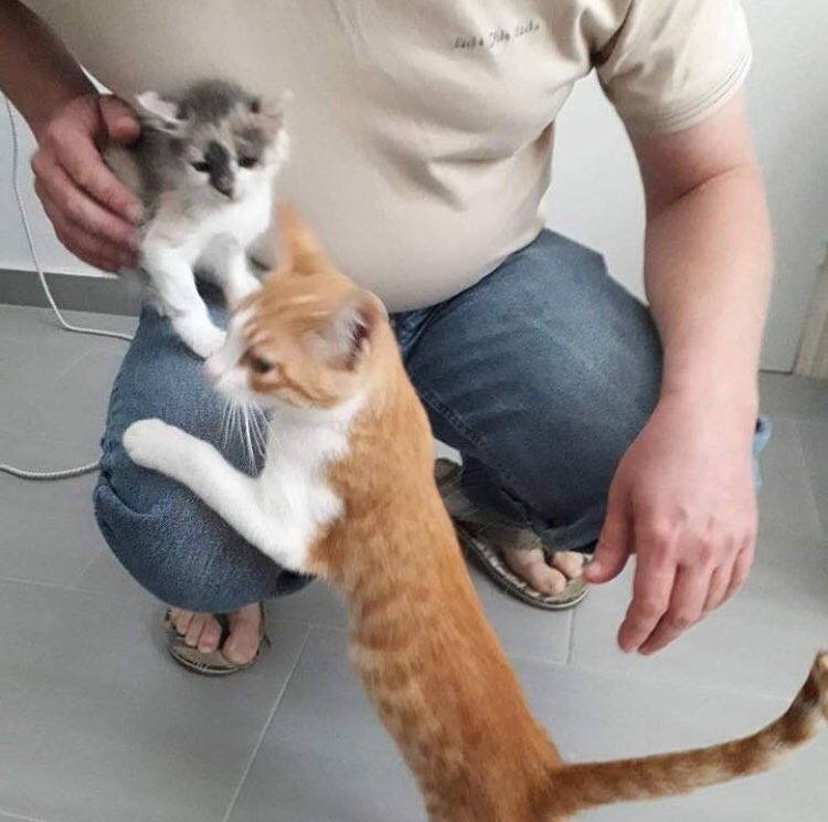 Talacats's tweet image. Rehomes 695 and 696 .. Meet Marble the tri girl and Ducati the ginger boy. These stunning kittens have been adopted by volunteer Stephanie Renee and her husband who live in Letymbou. Thankyou both so much for giving these two beautiful kittens a forever home! 😻 #CatsOfTwitter