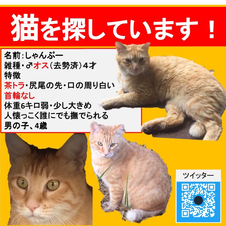ガリにゃ捜索 Garinya Sousaku Twitter