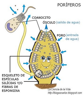 Bolsa Discriminar Fruta vegetales Carlos Lobato on Twitter: "Aquí podemos ver como es la anatomía de una  esponja, así como la estructura de los coanocitos Las esponjas son  organismos sésiles, es decir viven fijos al sustrato,