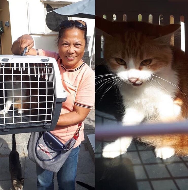 Talacats's tweet image. Rehome 697 .. Angela Johansson from Letymbou has adopted this lovely long haired baby. Thankyou so much Angela for giving this beautiful cat a forever home and we hope you have a great life together! 😻 #rehome #CatsOfTwitter #cats