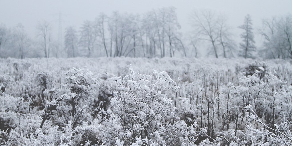 It’s starting to get a little chilly here at Plantables HQ! Tonight’s dinner calls for something really warm and hearty so we suggest @aspicyperspective’s Roasted Root Vegetable salad. aspicyperspective.com/roasted-root-v……/
What’s your go-to winter recipe? #homegrown #fromthegarden