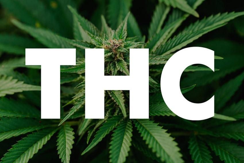 revistacanamo's tweet photo. #FueNoticia Aquí tienes los 6 efectos secundarios más comunes del THC. Recuerda que una de las opciones para minimizar los efectos adversos del THC es elegir variedades de marihuana ricas en CBD. ➜https://t.co/IxCQe9A4ty https://t.co/5dKHoDlzfy