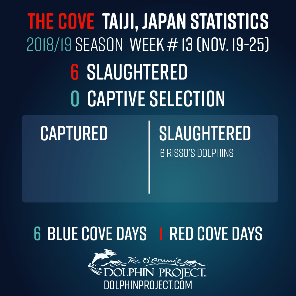 Dolphin_Project tweet picture