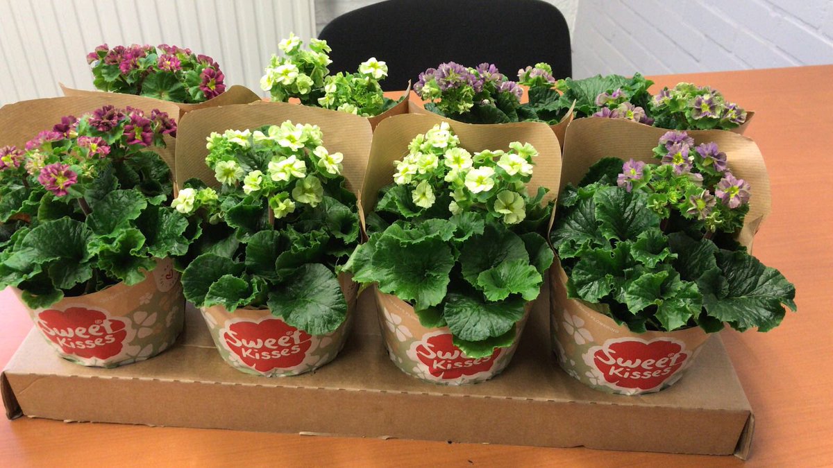 Morgen op pad met onze nieuwe Primula Sweet Kisses ‘Romantica’ (Pricanto), wij hebben er hoge verwachtingen van! En u?