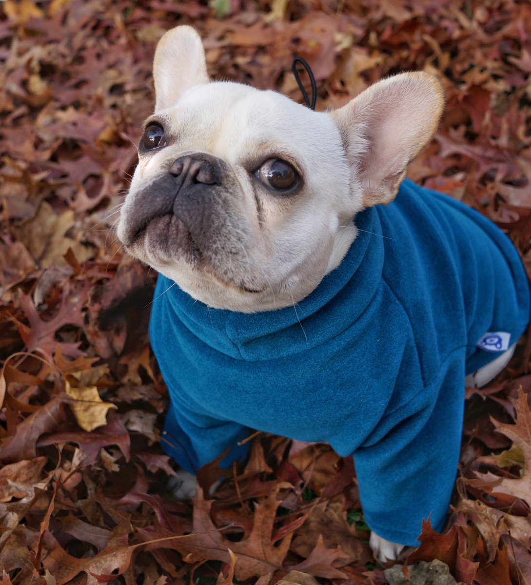 bat hat for french bulldog