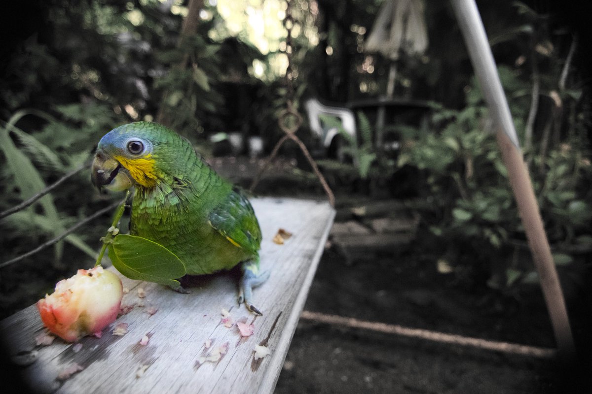 Pixel Pets Club tweet media