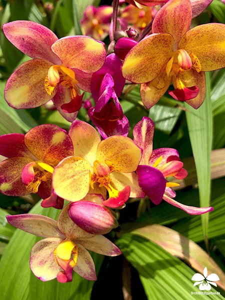 OrchIDEENKarge's tweet photo. Dear OSSEA members, you live in heaven 😃
 So viele traumhafte OrchIDEEN 🤩
 #OSSEA #Blume2000 #Orchideenblume2000 #orchid #orchids #Orchidee #Orchideen #Orchidaceae #Orchideengarten https://t.co/tq1ZboRwNA