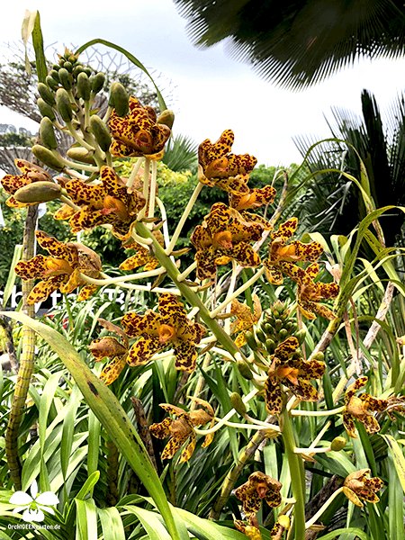 OrchIDEENKarge's tweet photo. Dear OSSEA members, you live in heaven 😃
 So viele traumhafte OrchIDEEN 🤩
 #OSSEA #Blume2000 #Orchideenblume2000 #orchid #orchids #Orchidee #Orchideen #Orchidaceae #Orchideengarten https://t.co/tq1ZboRwNA
