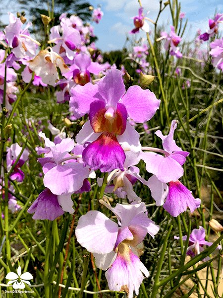 OrchIDEENKarge's tweet photo. Dear OSSEA members, you live in heaven 😃
 So viele traumhafte OrchIDEEN 🤩
 #OSSEA #Blume2000 #Orchideenblume2000 #orchid #orchids #Orchidee #Orchideen #Orchidaceae #Orchideengarten https://t.co/tq1ZboRwNA
