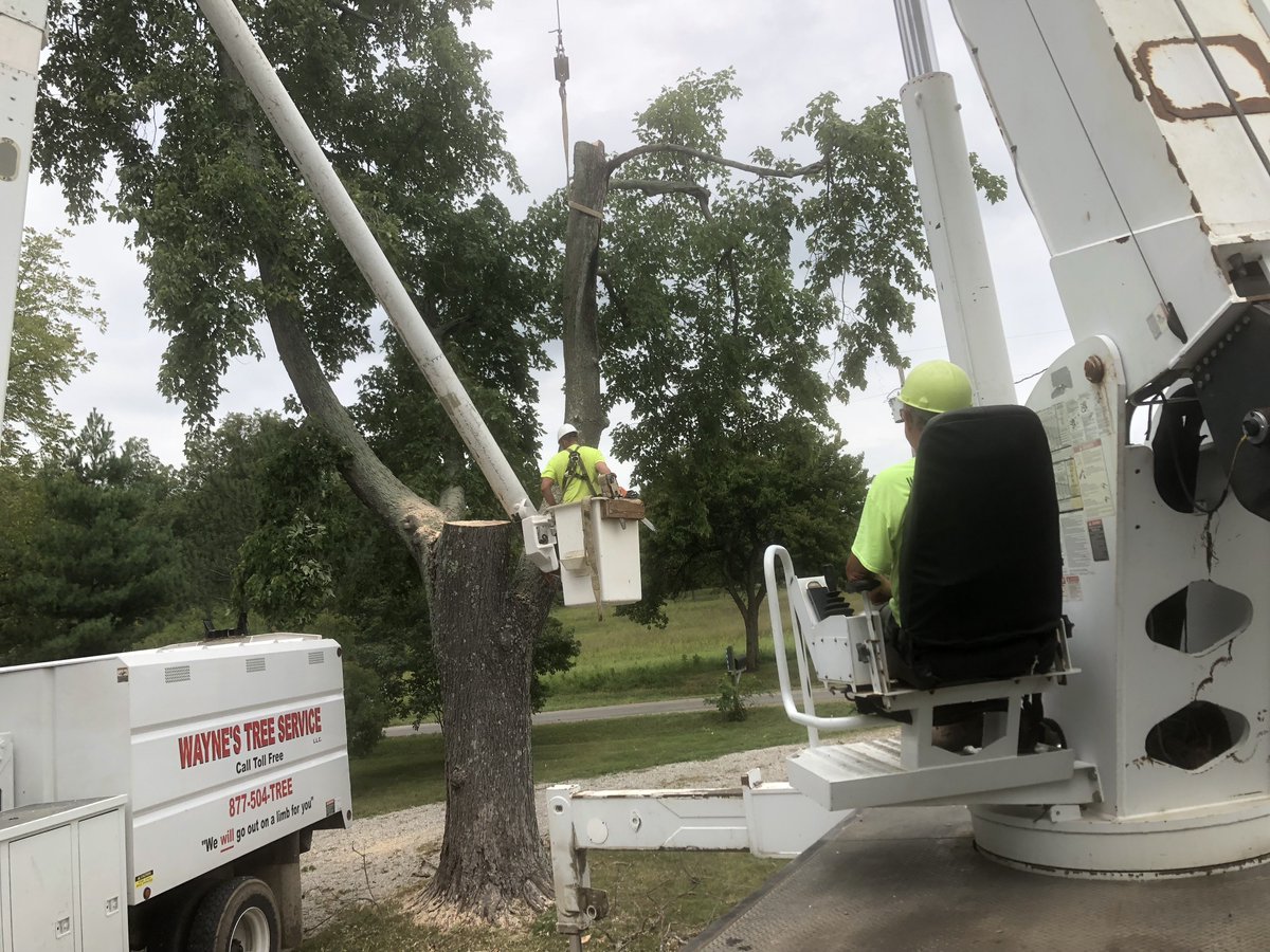 Waynes_TreeServ's tweet image. Questions❓

Visit our website for information on our services or to get a FREE quote❗️

waynestreeservice.co