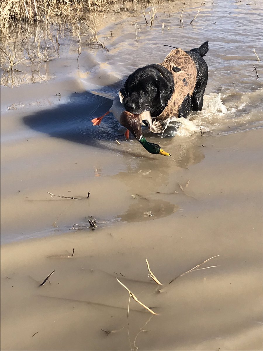 Turbo doing what he loves! Another beautiful day #Ihuntdux