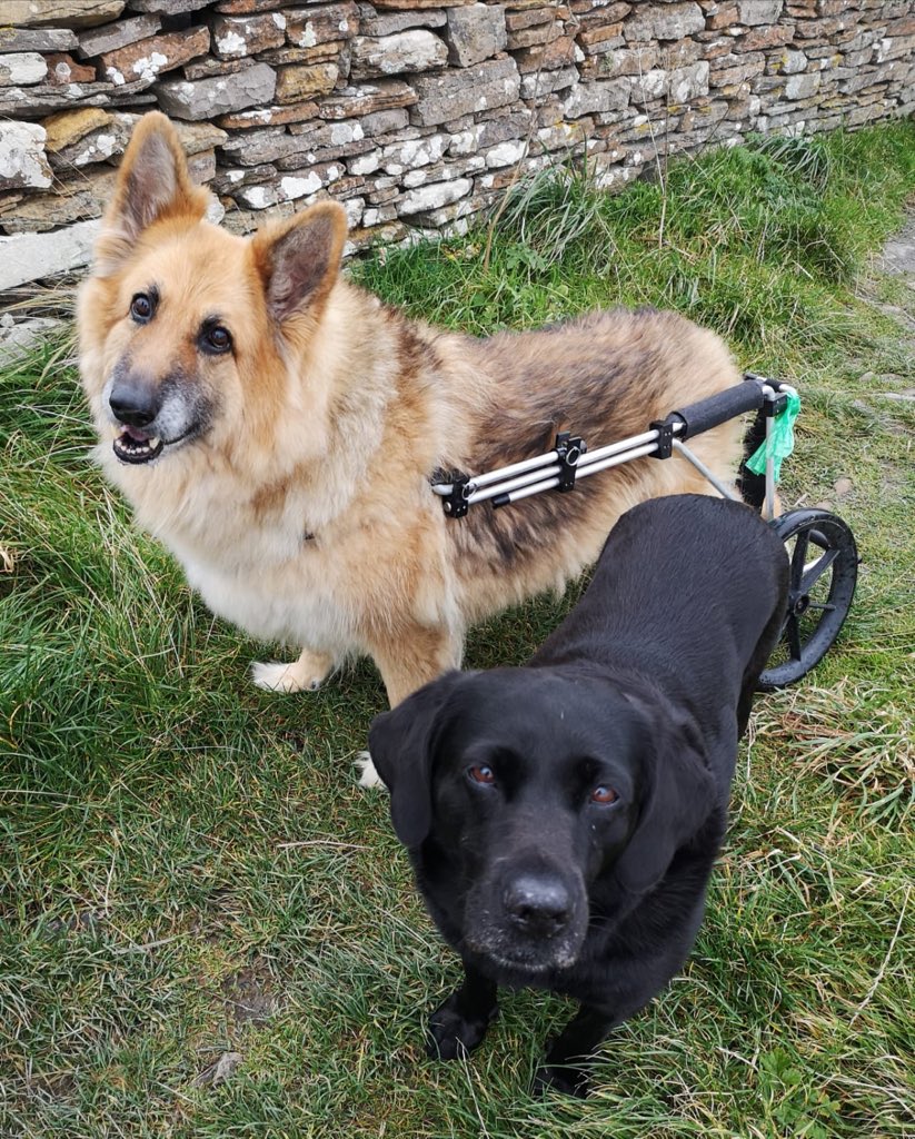 cookie_612's tweet photo. 😍 My beautiful Alsatian out with her cousin Belle! Thought it was time to share something other than nurse related to prove I have a life! https://t.co/puGzT7KROu