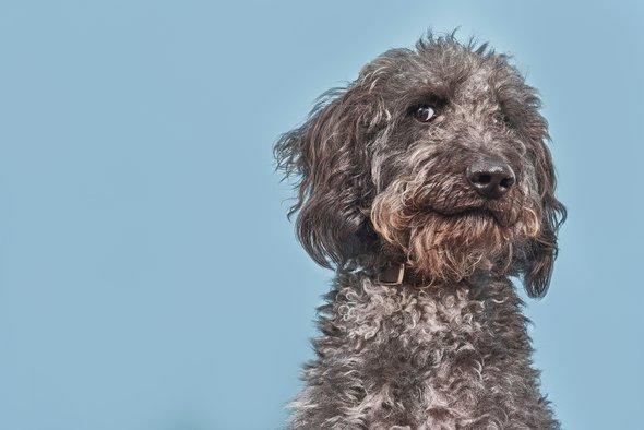 sciam's tweet photo. Your dog may not be a genius, after all. A new study finds that canines are not exceptional in the animal world. https://t.co/DBafJwUGgP https://t.co/l0yPvojPQJ