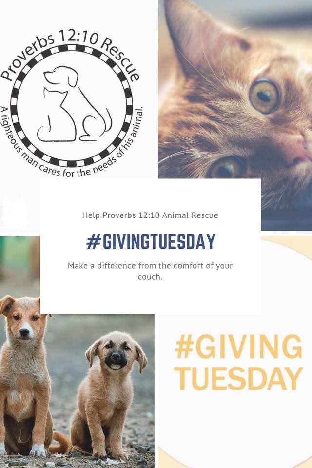 Today is #GivingTuesday. We dedicate ourselves to all we rescue. The most sickly, the seemingly hopeless, the young, the healthy, those who need hospice care or training are all safe in our care. No amount is too small. Your gift changes a life. proverbs1210rescue.org/info/donate