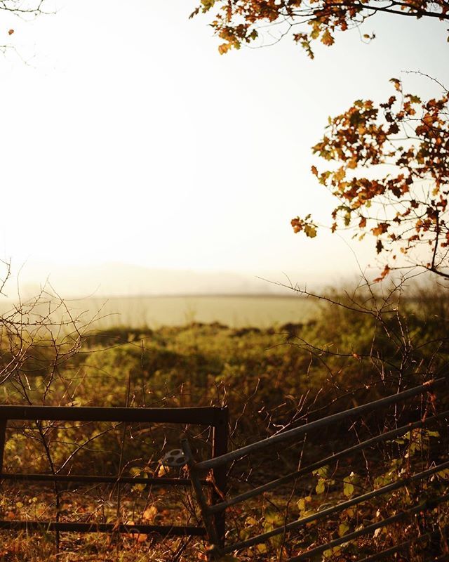 Autumn dusk (yesterday, before the storm)
————————————
.
.
.
#devonlife #countrysideliving #autumndays #goldenlight #embracetheseasons #thisautumnlife ift.tt/2RfC4rO