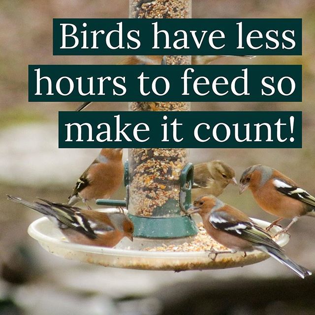 gab_modes's tweet photo. Birds have shorter days now to feed so we need to make sure the feeders are topped up and ready for them 🐦
.
.
.
.
 #birdpotraits #birdphotography #rspb_love_nature #springwatch #thebritishwildlife #nature_brilliance #ok_animals #birdoftheday #animals_magic #exclusive_shots … https://t.co/5WWxaIs3Hg
