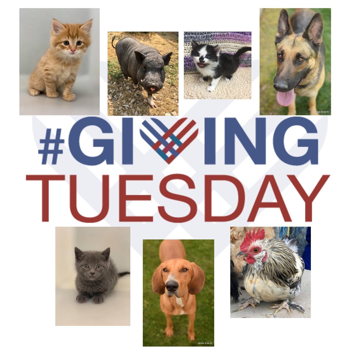 West Valley Humane tweet media