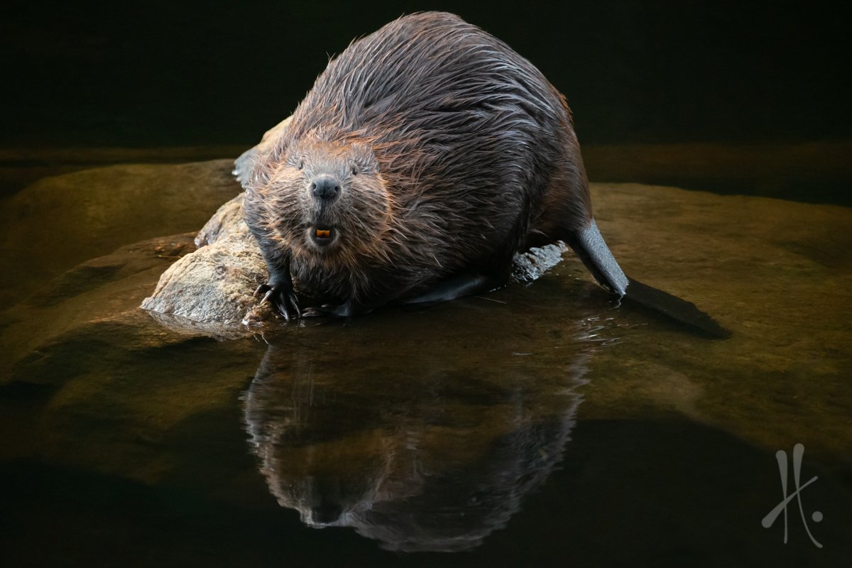 HelenGrose's tweet photo. Updates, coupon code &amp; save the dates from one busy beaver https://t.co/tk8hztakZF https://t.co/TcdfDCsxyD