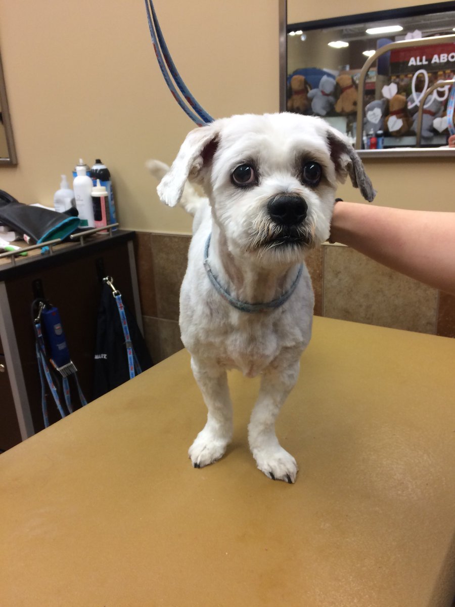 PetSmart 2341 tweet media