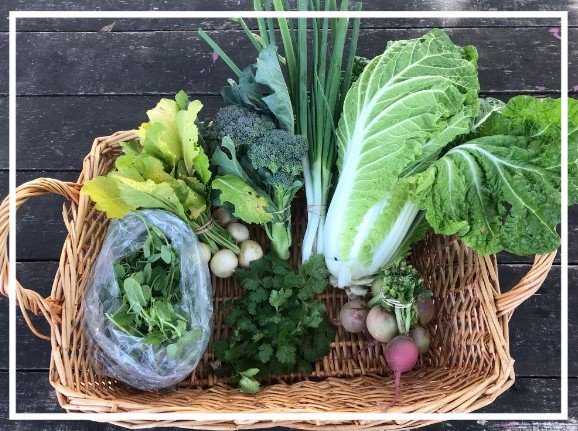 🍂 Fall CSA Week 10B :: Winter CSA enrollment now open!  🍂 - mailchi.mp/greengatefarms…