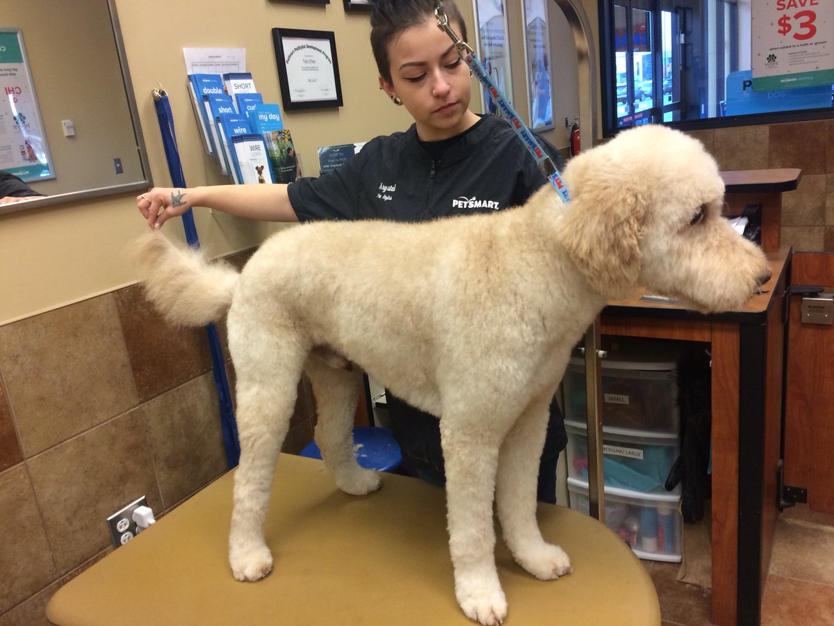 PetSmart 2341 tweet media