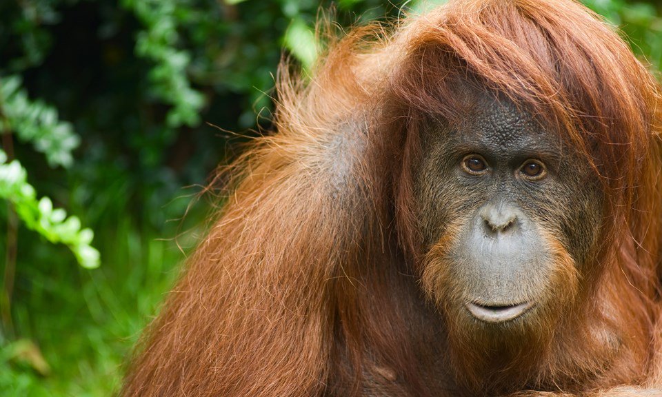 RobShumaker's tweet photo. Spectacular article by @AbrahmL on the local and global consequences of palm oil cultivation in Indonesia
https://t.co/FXk8cZcCU4
@OrangutanSSP @CheyenneMtnZoo @OrangutanC @BOSCanada @bornean_OU @socp_tweets https://t.co/qhsV3cwRwn